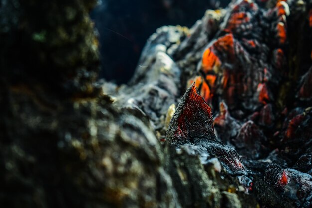 Foto prossimo piano di una farfalla arancione sulla roccia