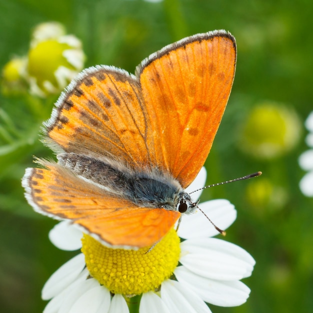 close-up an orange color butterfly sitting on a chamomile flower in sunny day.