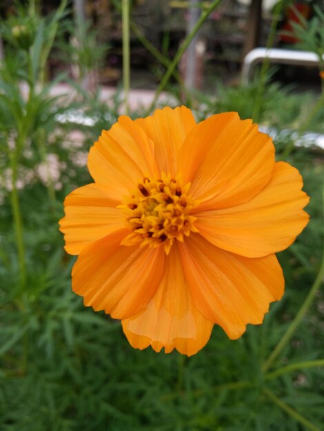 Close-up of orange cosmos flower blooming in field