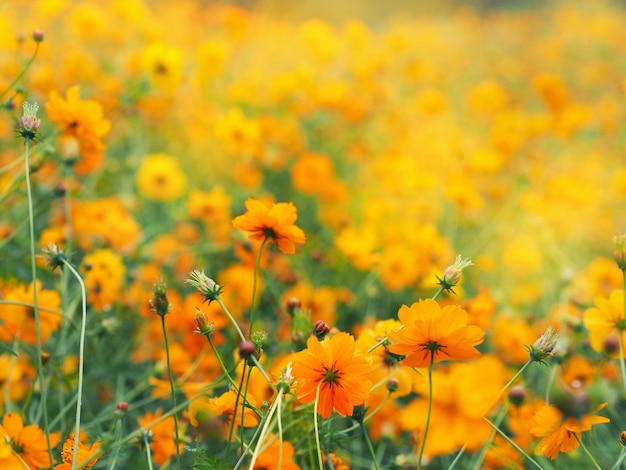 Close up orange cosmos flower