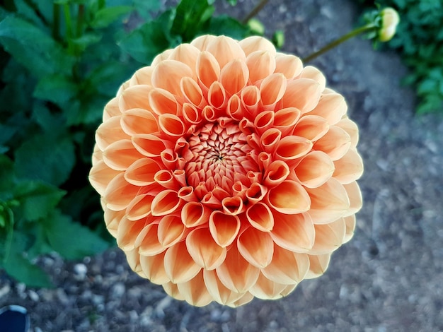 Foto close-up di dahlia arancione in fiore all'aperto