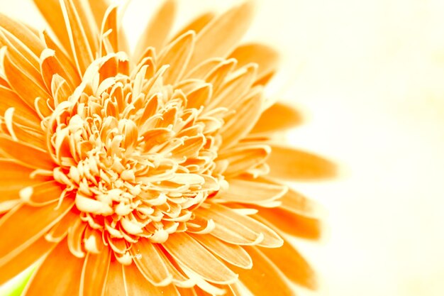 Close-up of orange daisy against white background