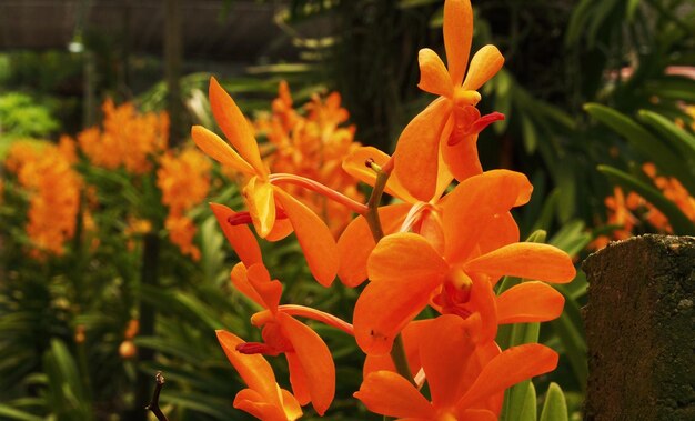 Close-up of orange day lily blooming outdoors