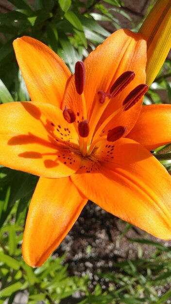 Close-up of orange day lily blooming outdoors