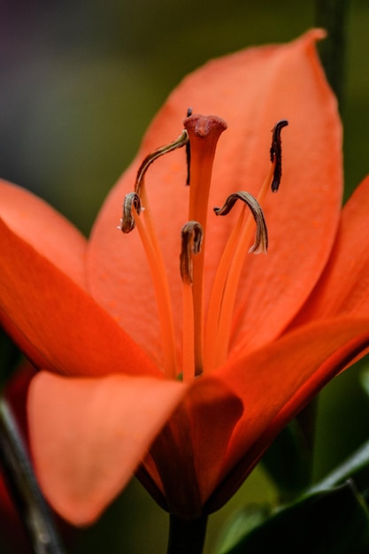 Foto close-up di un giglio arancione in fiore all'aperto