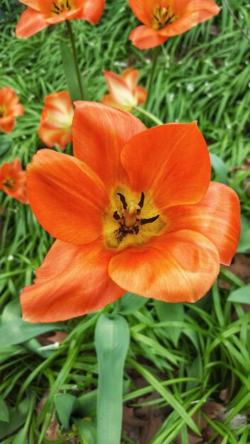 Close-up of orange day lily blooming outdoors