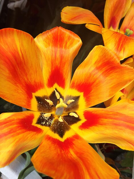 Close-up of orange day lily blooming outdoors