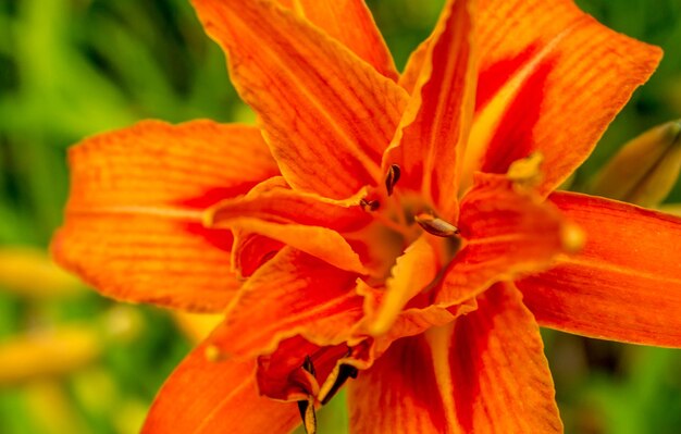 Close-up of orange day lily blooming outdoors