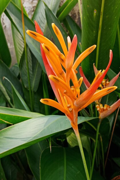 Close-up of orange day lily blooming in park