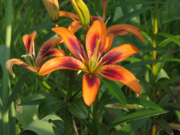 Close-up of orange day lily flowers in garden