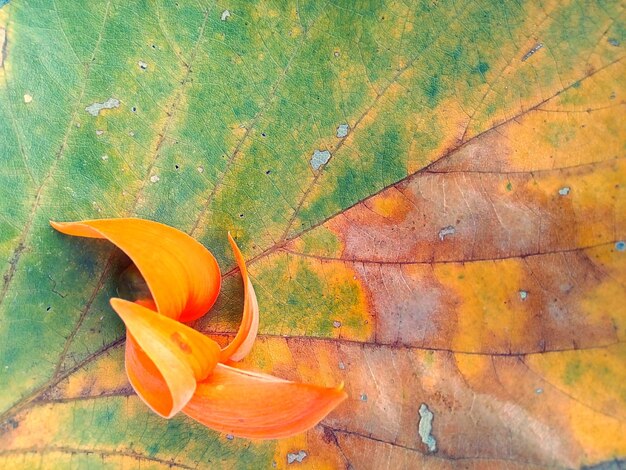 Close-up of orange day lily