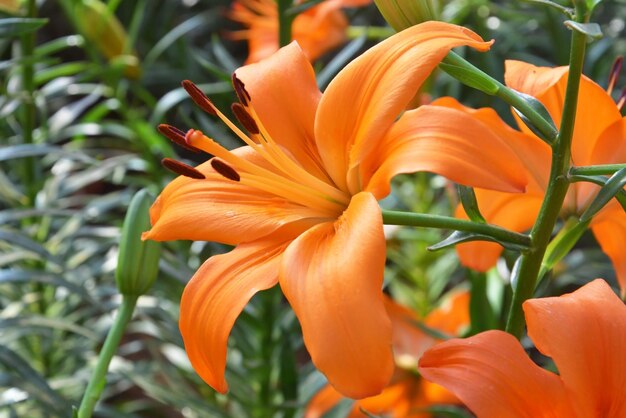 Photo close-up of orange day lily