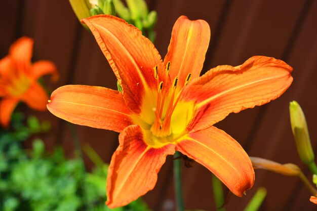 Close-up of orange day lily