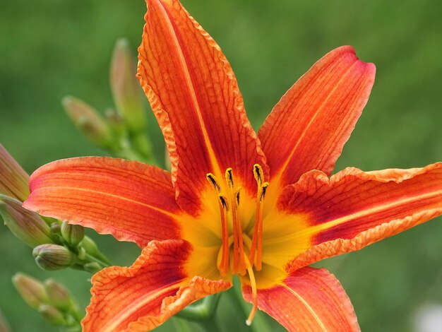 Close-up of orange day lily