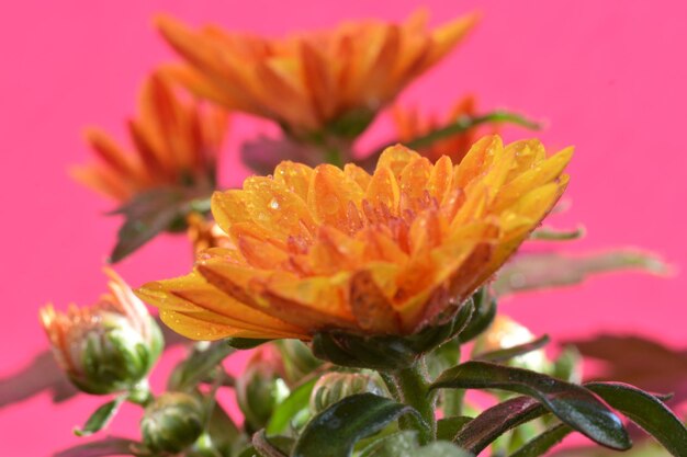 Close-up of orange day lily