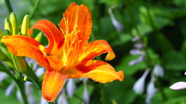 Close-up of orange day lily