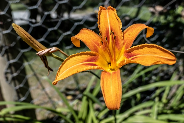 Photo close-up of orange day lily