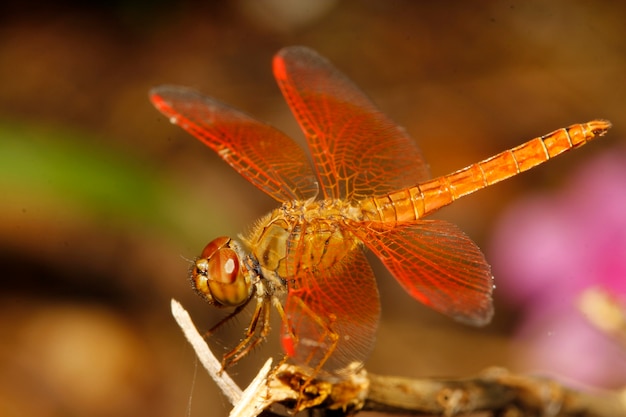 Close up orange dragonfly in garden thailand