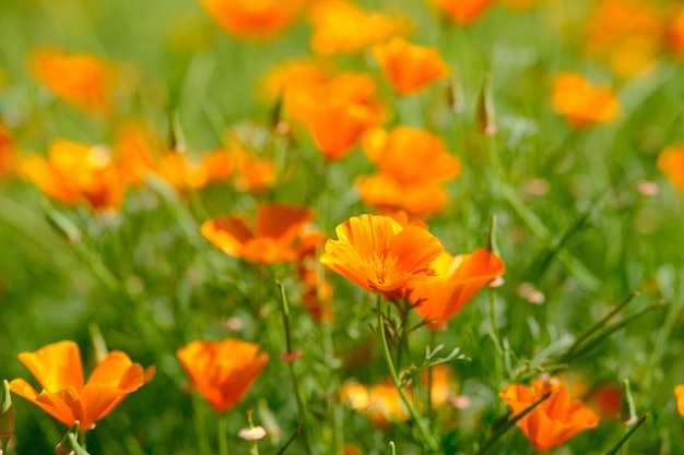 Близкий взгляд на оранжевый цветок eschscholzia в летнем поле.