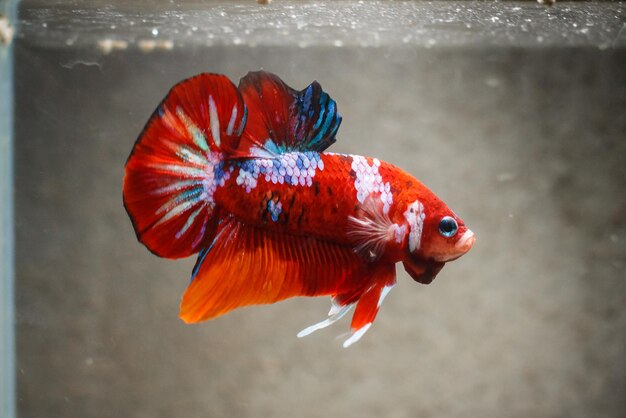 Photo close-up of orange fish swimming in sea