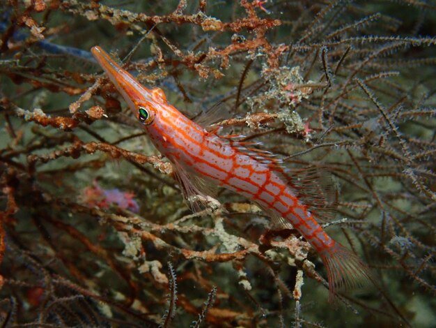 Foto prossimo piano di un pesce arancione sull'albero