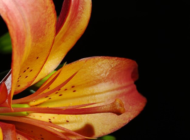 Close-up of orange flower against black background