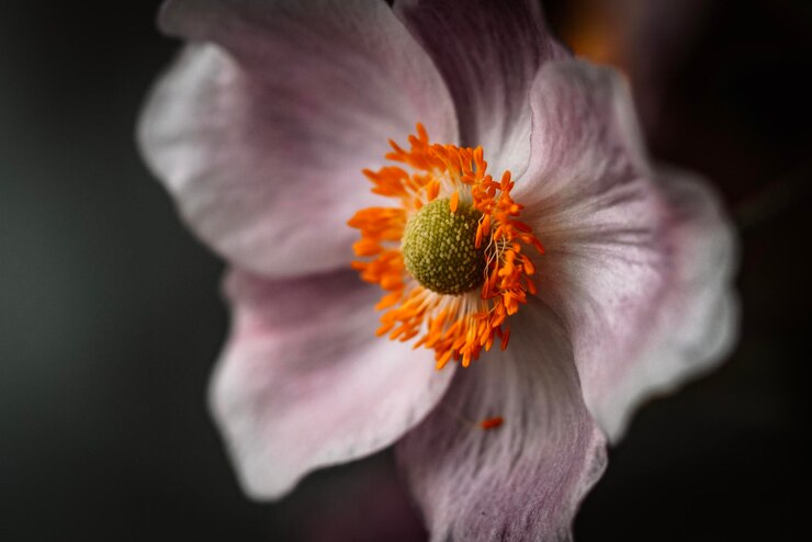 Photo close-up of orange flower against black background