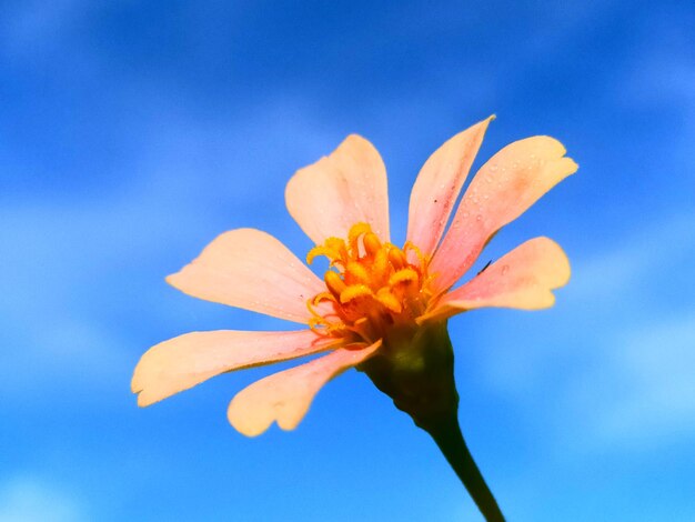 Close-up of orange flower against blue sky