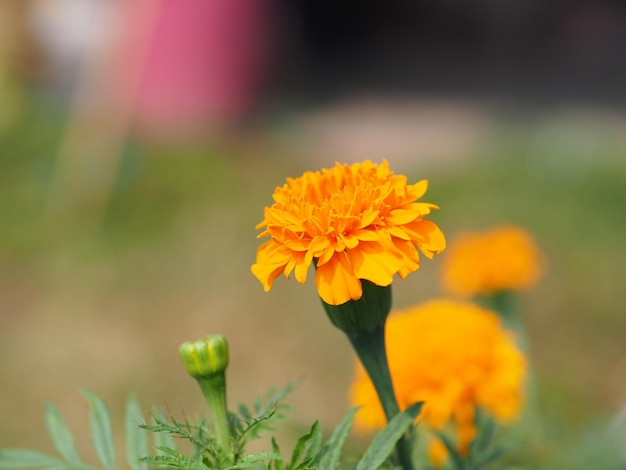 Photo close-up of orange flower against blurred background