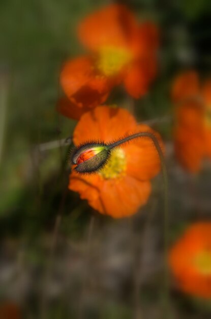 Close-up of orange flower against blurred background