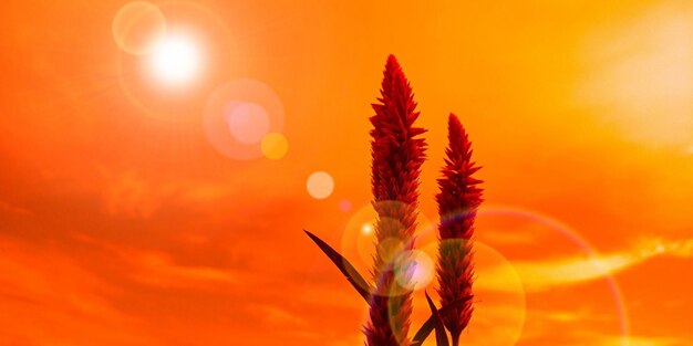 Close-up of orange flower against sky at sunset