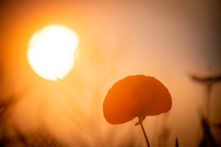 Photo close-up of orange flower against sky during sunset