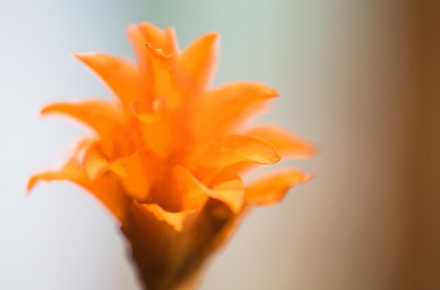 Close-up of orange flower blooming against white background