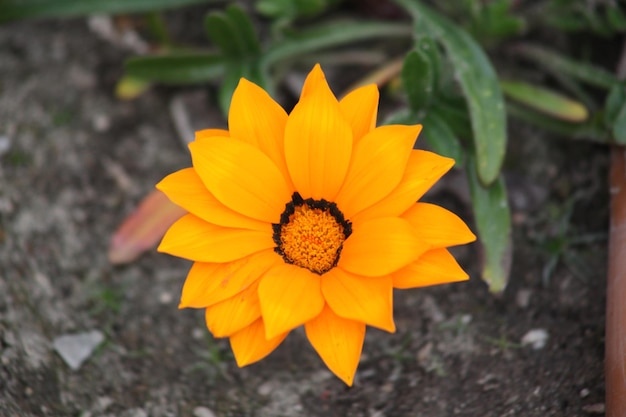 畑でいているオレンジの花のクローズアップ