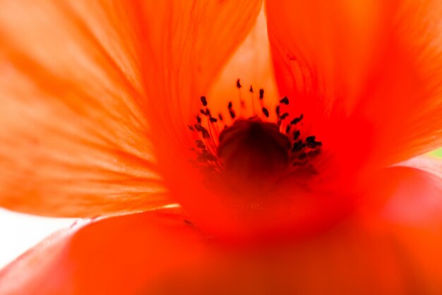 Close-up of orange flower blooming in field