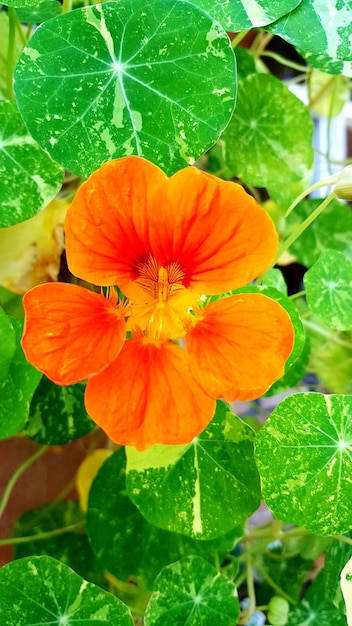 Photo close-up of orange flower blooming in garden