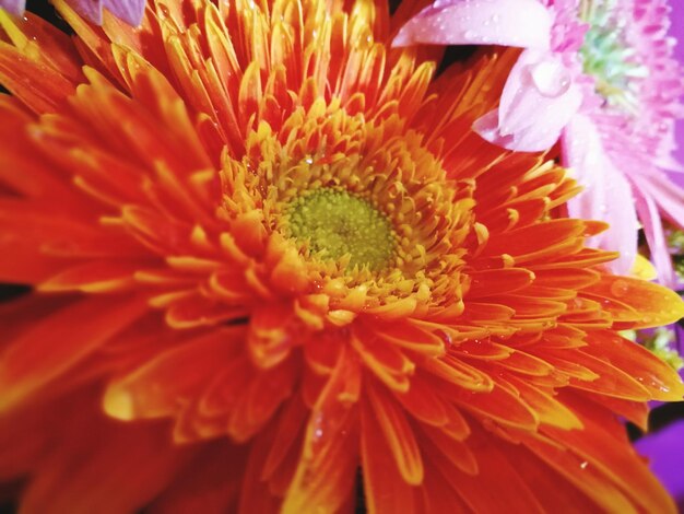 Close-up of orange flower blooming outdoors