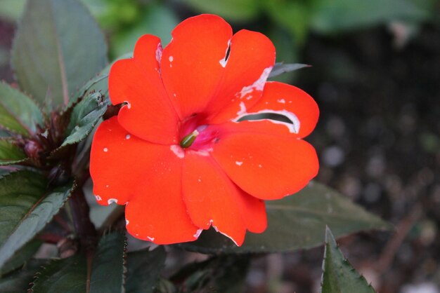 Close-up of orange flower blooming outdoors