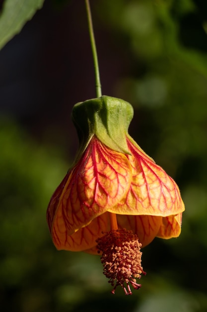 外でいているオレンジの花のクローズアップ