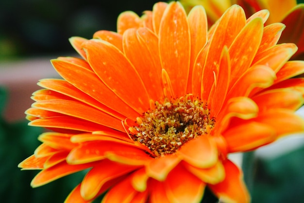 Photo close-up of orange flower blooming outdoors