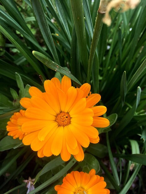 Close-up of orange flower blooming outdoors