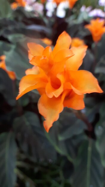 Close-up of orange flower blooming outdoors