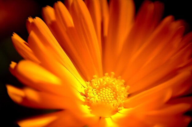 Close-up of orange flower blooming outdoors