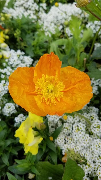 Close-up of orange flower blooming outdoors