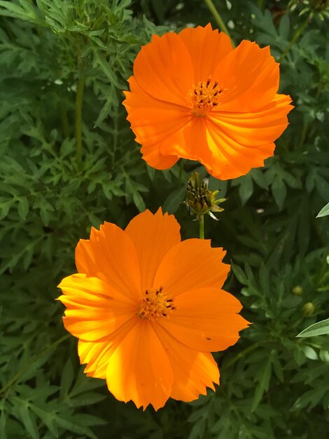 Close-up of orange flower blooming outdoors