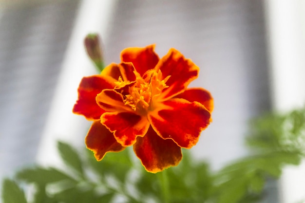 外でいているオレンジの花のクローズアップ