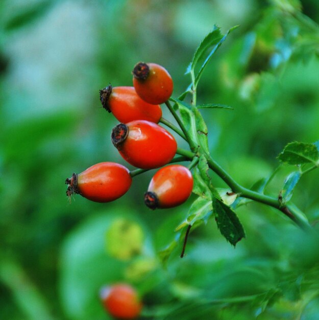 Close-up of orange flower buds growing outdoors