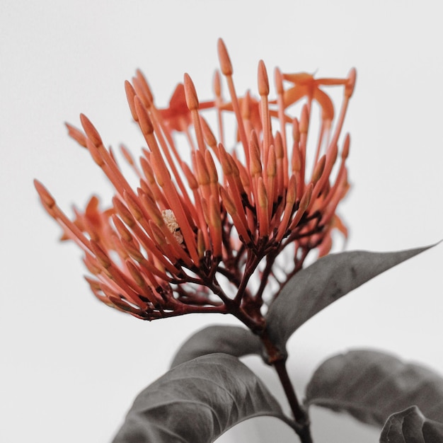 Photo close-up of orange flower buds