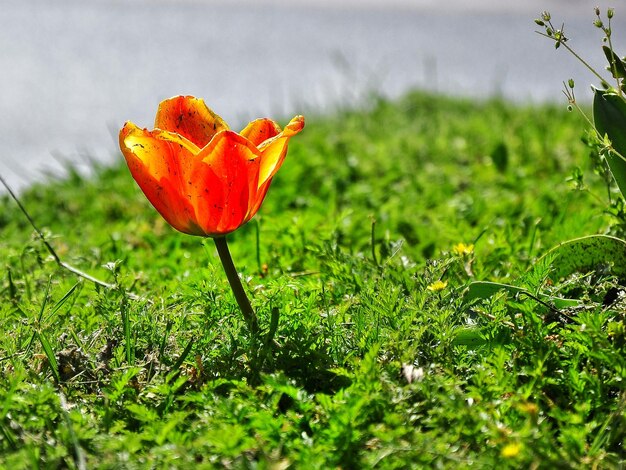 Close-up of orange flower on field