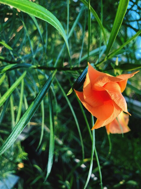 Close-up of orange flower on field